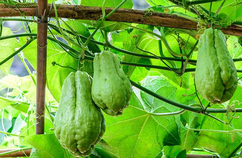 How To Grow Chayote