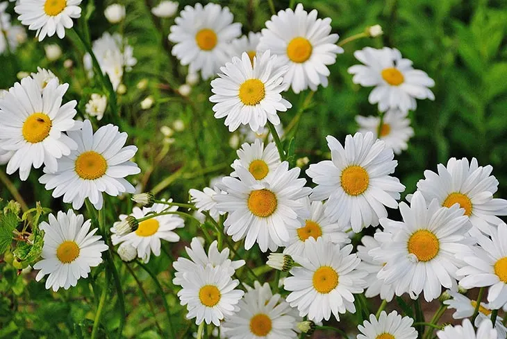 are any gerbera daisies perennials