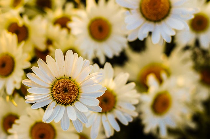 are gerbera daisies perennials or annuals