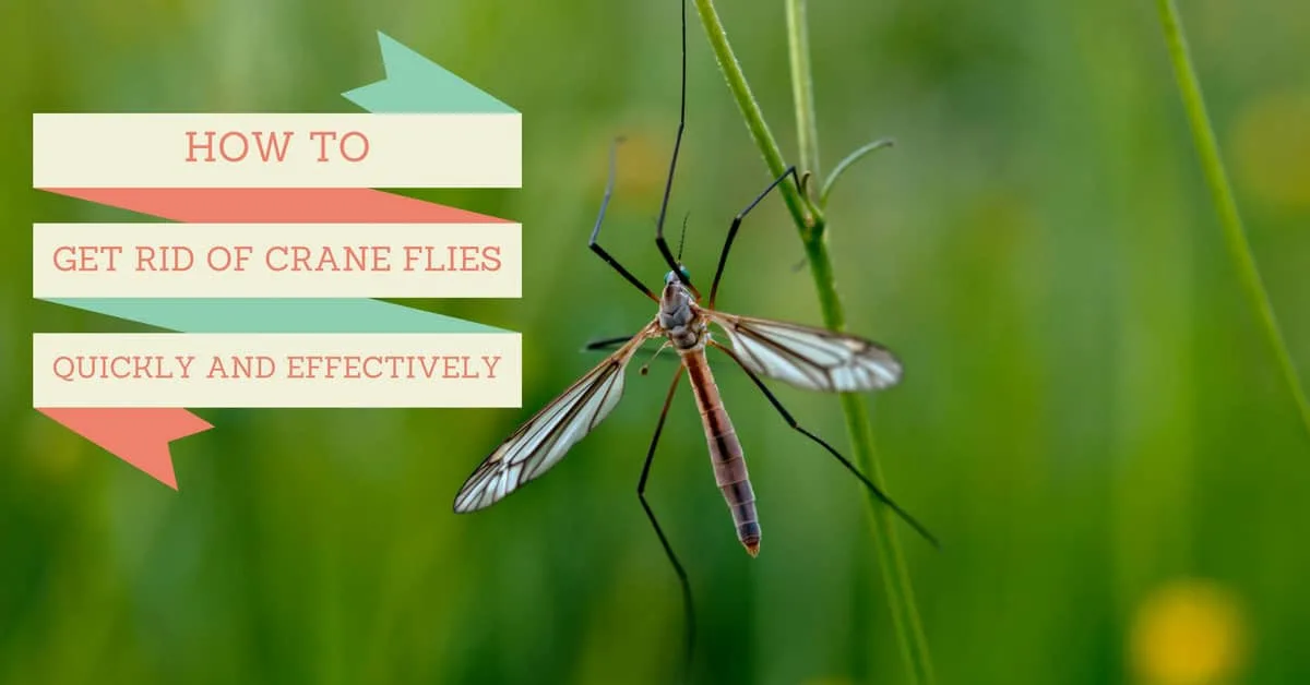 get-rid-of-crane-flies-grow-gardener-blog