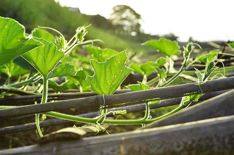 How To Grow Chayote