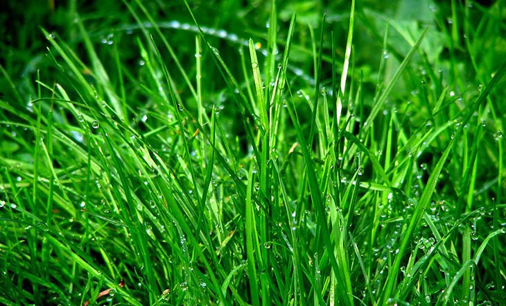 Mowing Wet Grass