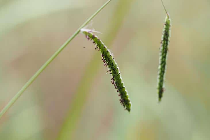 how to kill dallisgrass in centipede