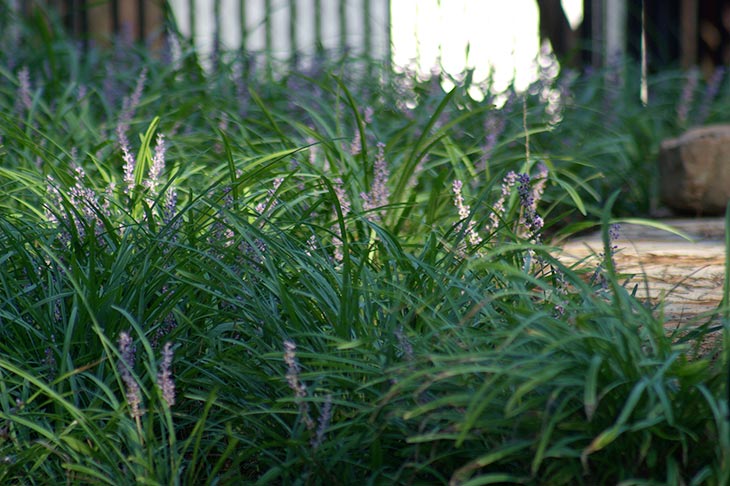 how to kill monkey grass in st augustine