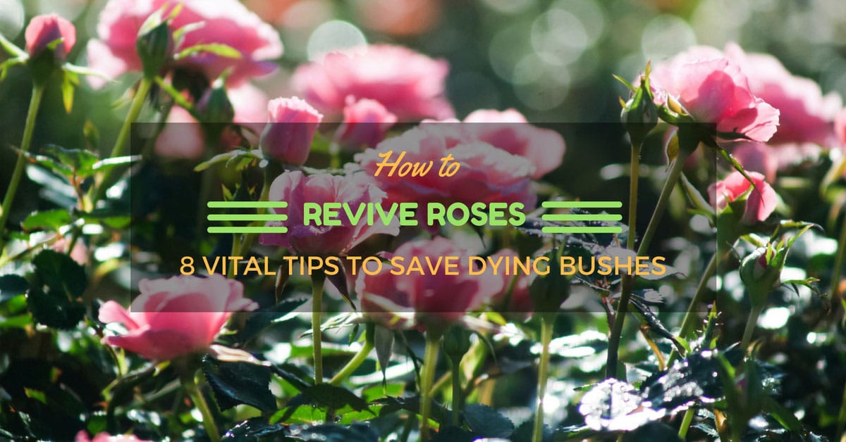 how-to-revive-roses-8-vital-tips-to-save-dying-bushes