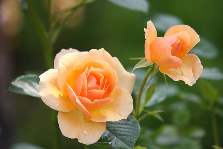 how to revive roses with drooping heads