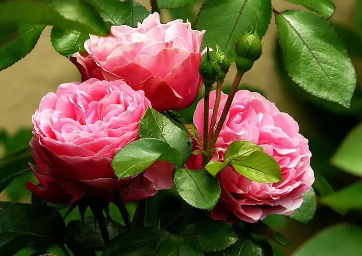 how to revive roses in a pot