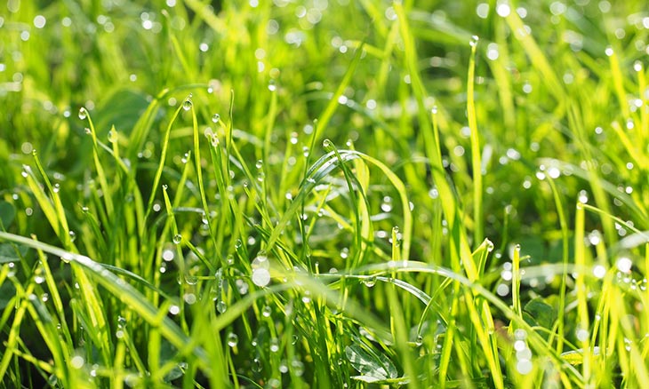 pros and cons of mowing wet grass