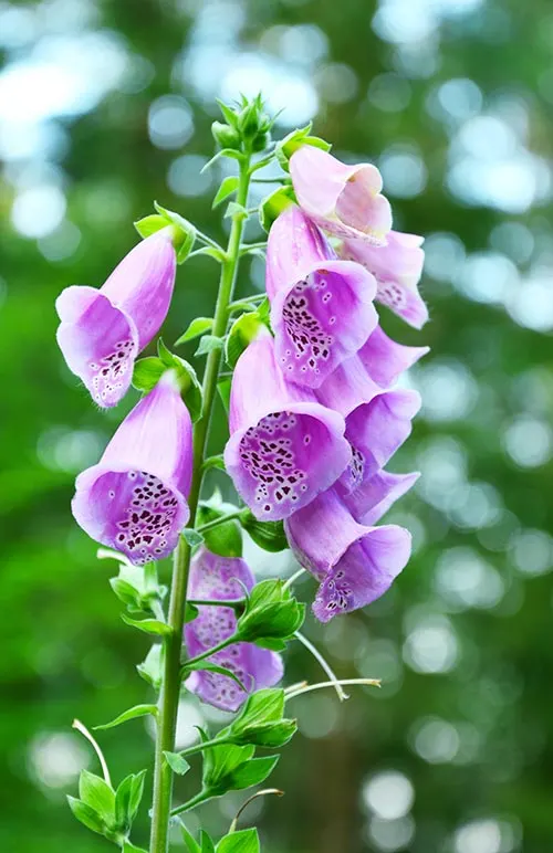 Bell Shaped Flowers