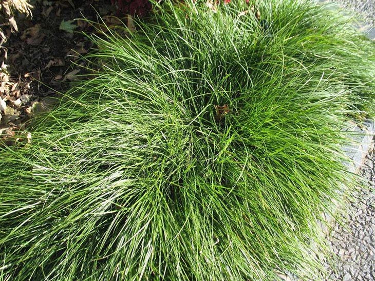 6 Reasons Why Carex Tumulicola Is The Next Level Of Gardening? 1