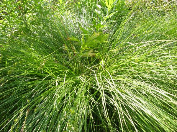 6 Reasons Why Carex Tumulicola Is The Next Level Of Gardening? 4