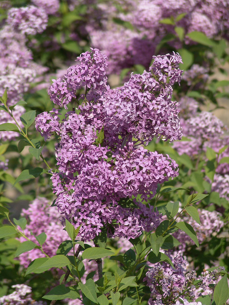 Chinese Lilac