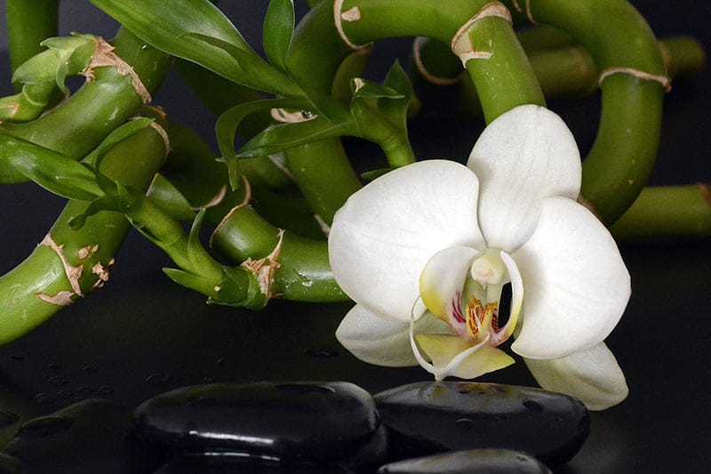 how to revive an orchid in water