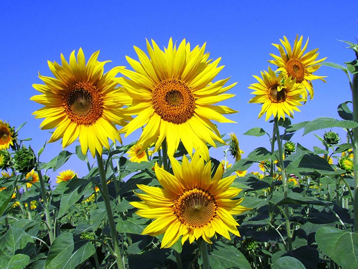 Top Fertilizers: 7 Of The Best Bloom Booster 1