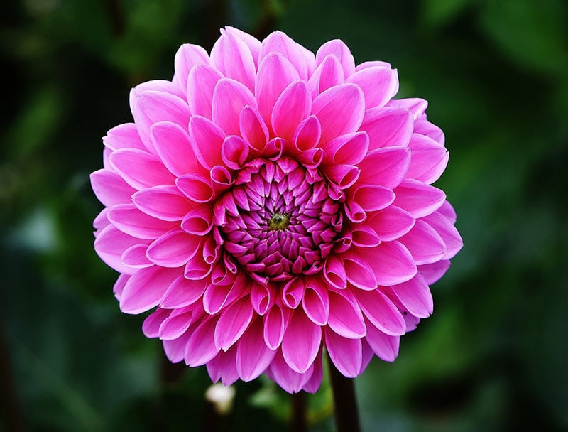 10 Of The Most Exquisite Flowers That Start With D & Their Secrets 2