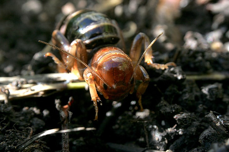how to get rid of potato bugs naturally