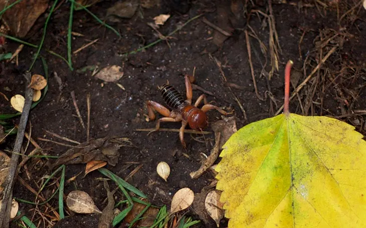 how to get rid of potato bugs in garden