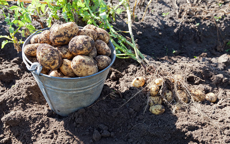 How Long Does It Take To Grow Potatoes