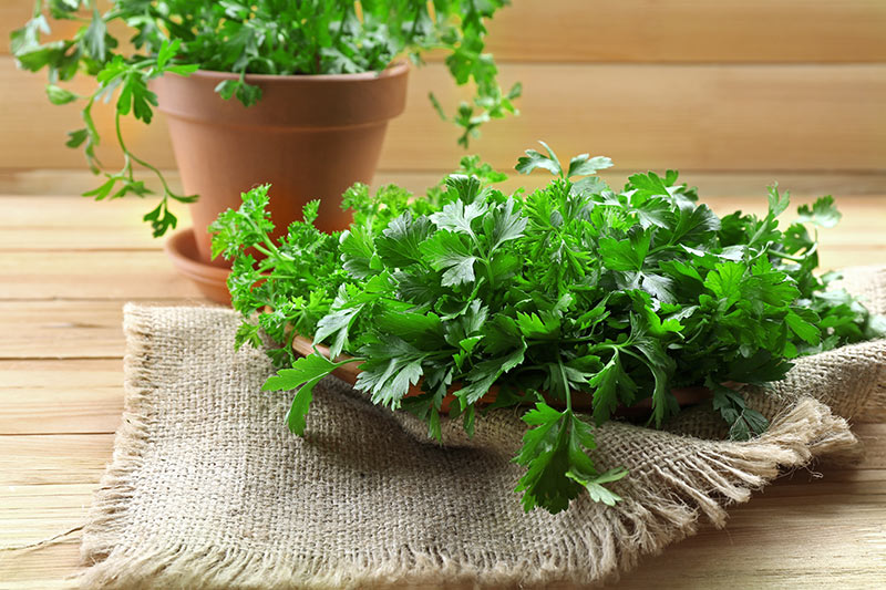 how to grow cilantro indoors in water