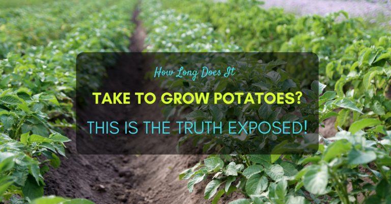 Grow Potatoes 768x402 