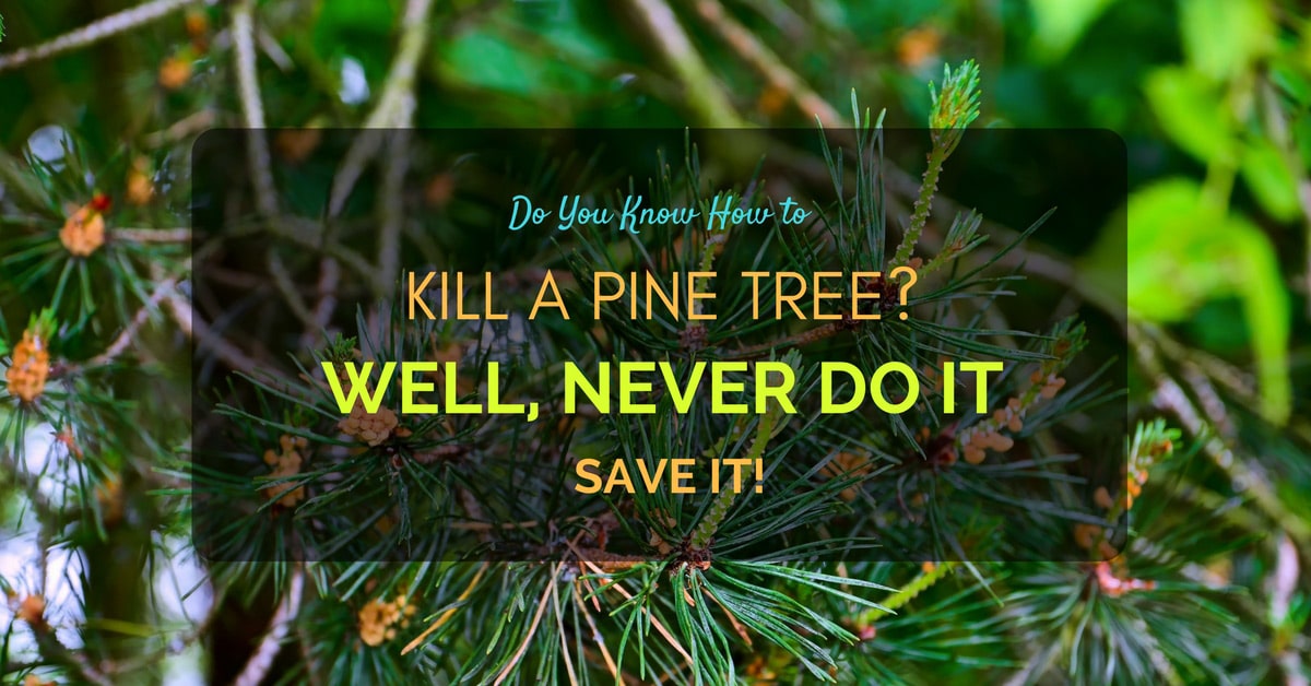 How To Kill A Pine Tree Grow Gardener Blog 0300