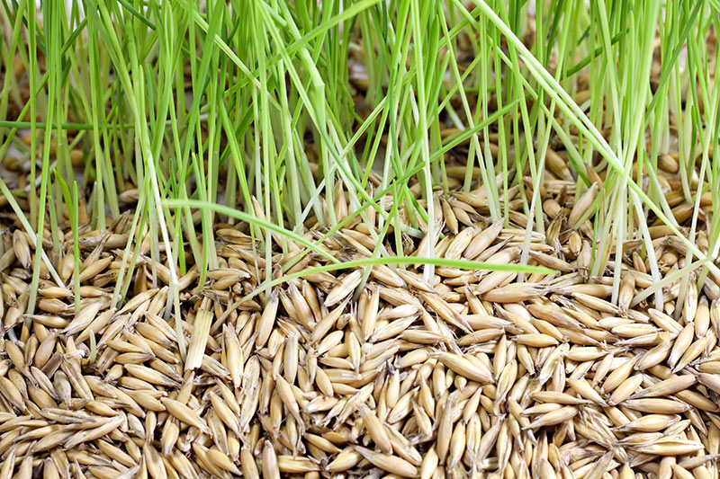 how to tell if grass seed is still good