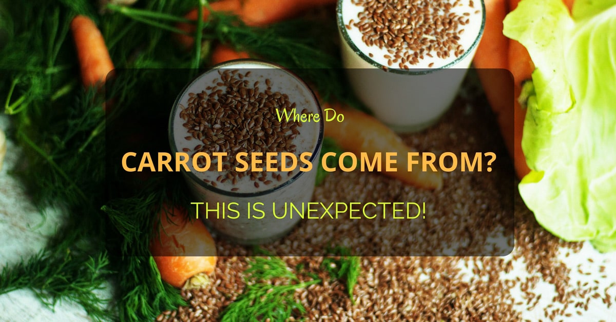Carrot Seed Origins: Exploring Where Carrot Seeds Come From - PlantHD