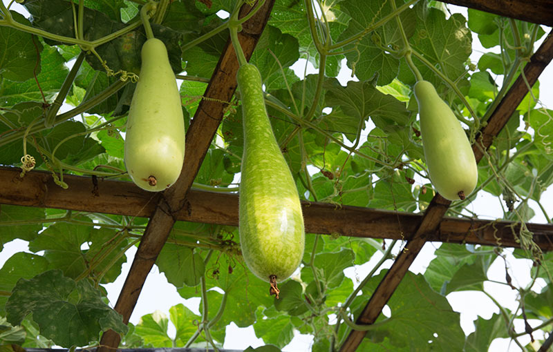 are gourds edible for humans