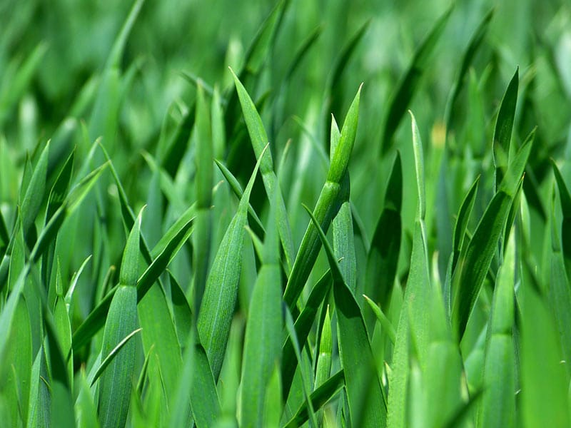 Best Fertilizer For Green Grass