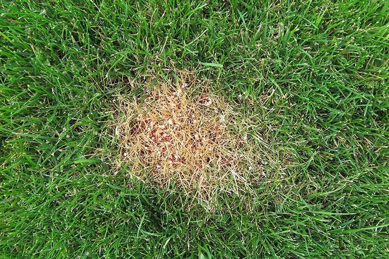 4 Of The Best Lawn Fertilizer For Greener Grass