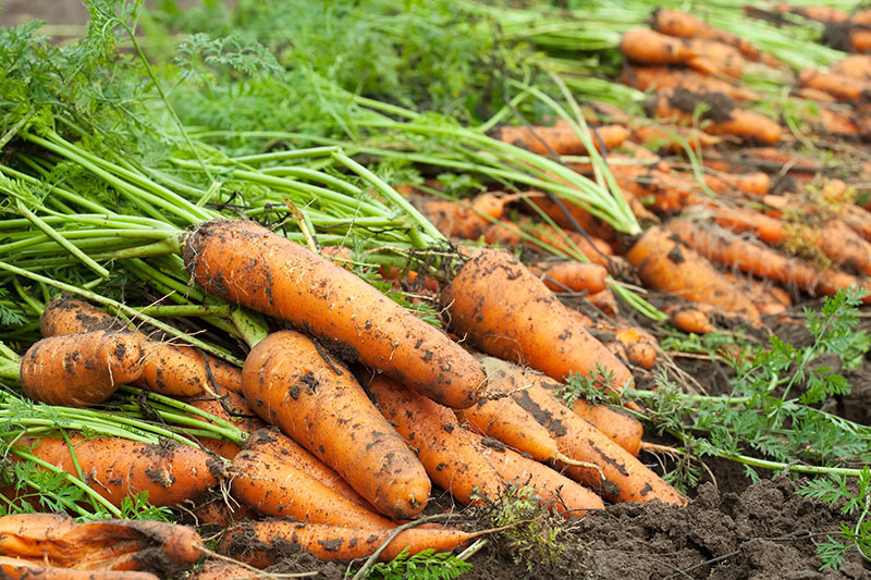 when to harvest carrots in containers