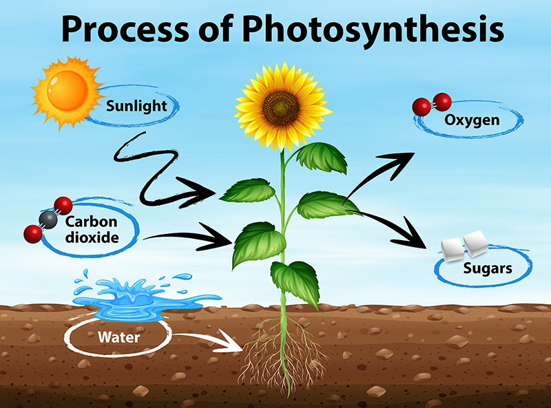 why do plants need water for photosynthesis