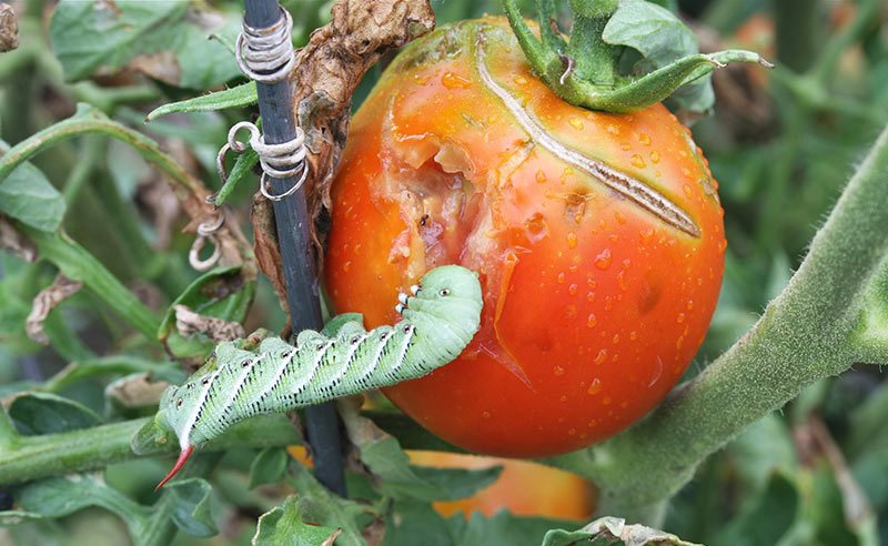 where do tomato worms come from moths