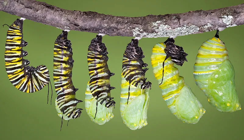 where do green tomato worms come from
