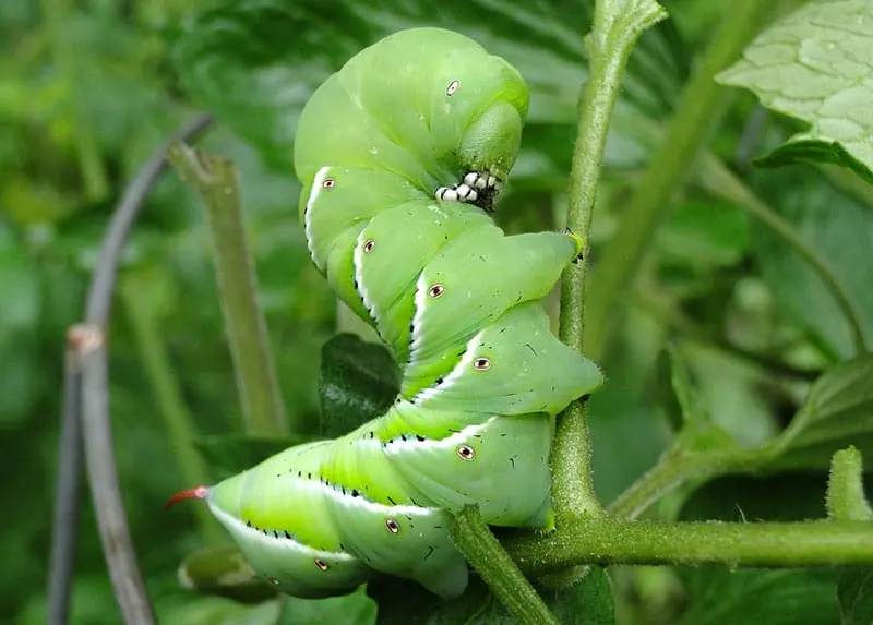 where do tomato plant worms come from