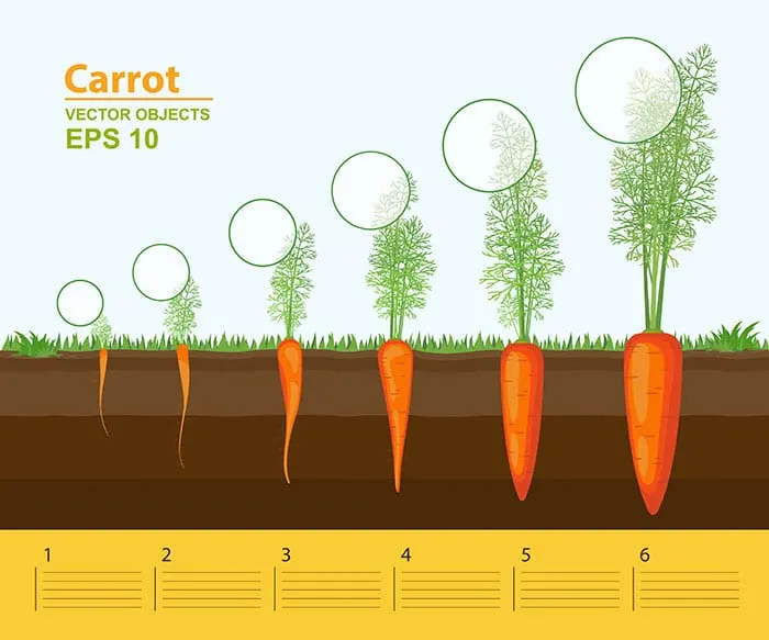 what month are carrots harvested