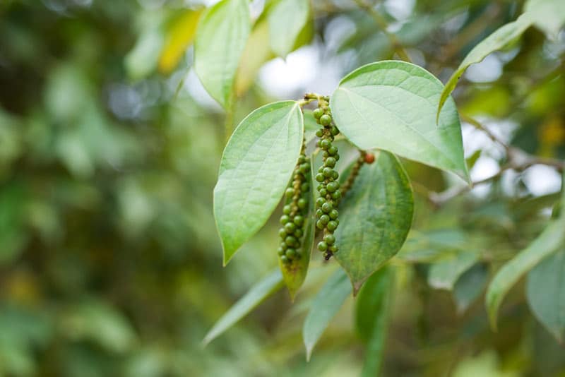 how to grow black pepper plant