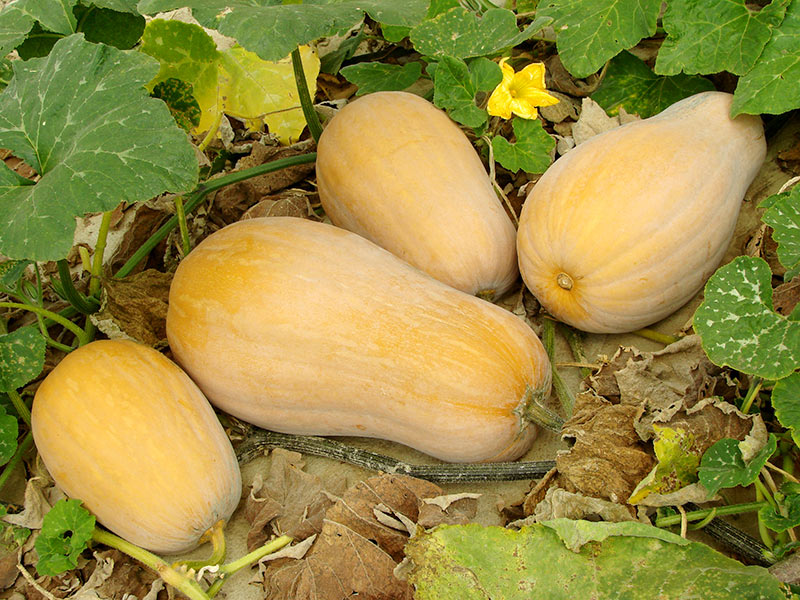 when to pick butternut squash from the vine