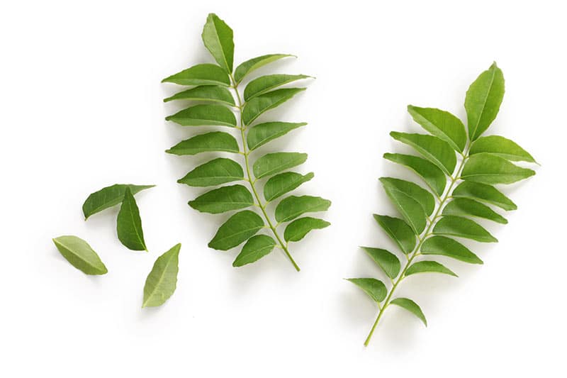 how to grow curry leaves at home from stem