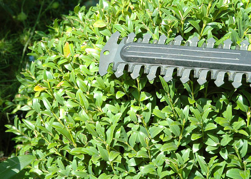 Which is the best cordless long reach hedge trimmer