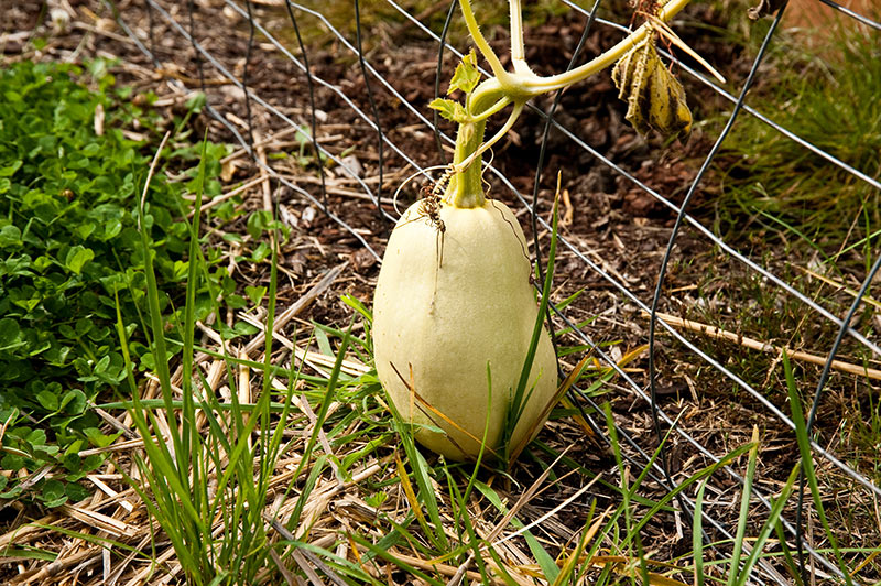 how do i know when spaghetti squash is ready to harvest