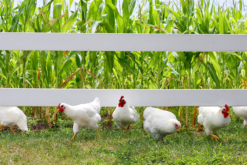 "Cookoo" That Works - How to Keep Chickens Out of Garden