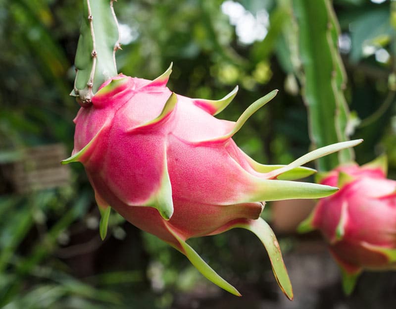 how to pick out a dragon fruit