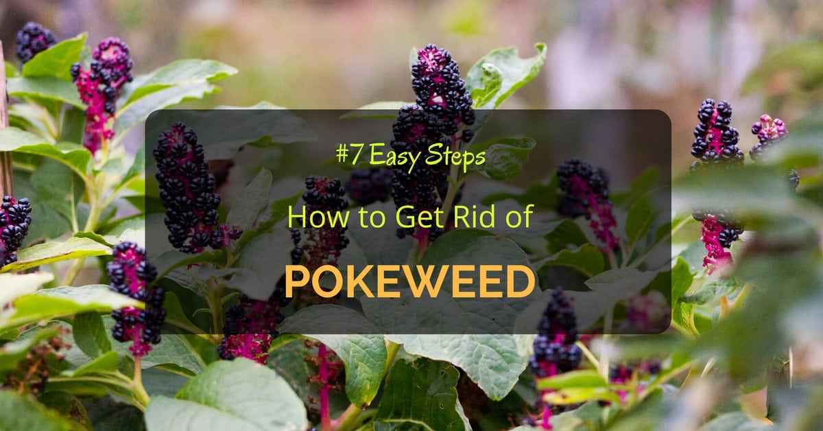 7 Easy Steps - How to Get Rid of Pokeweed