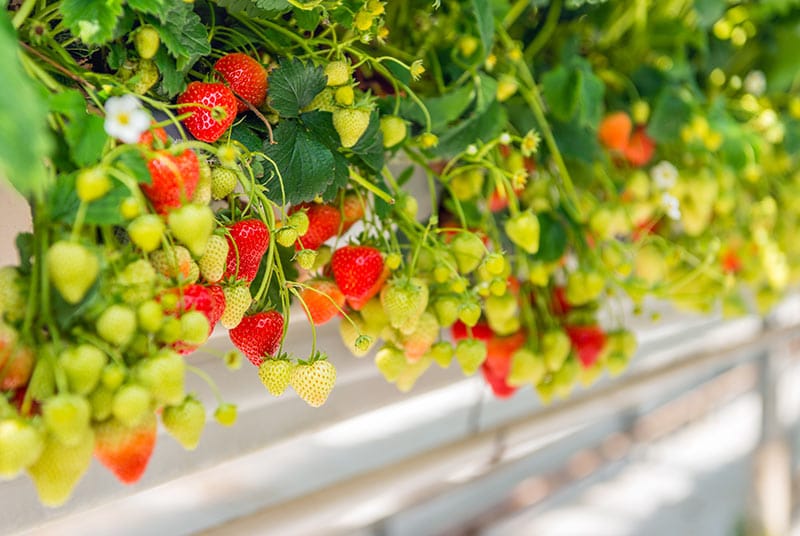 When to Harvest and How to Ripen Strawberries