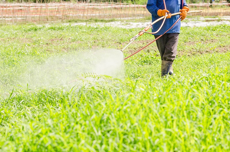 Best Weed Killer For Lawns