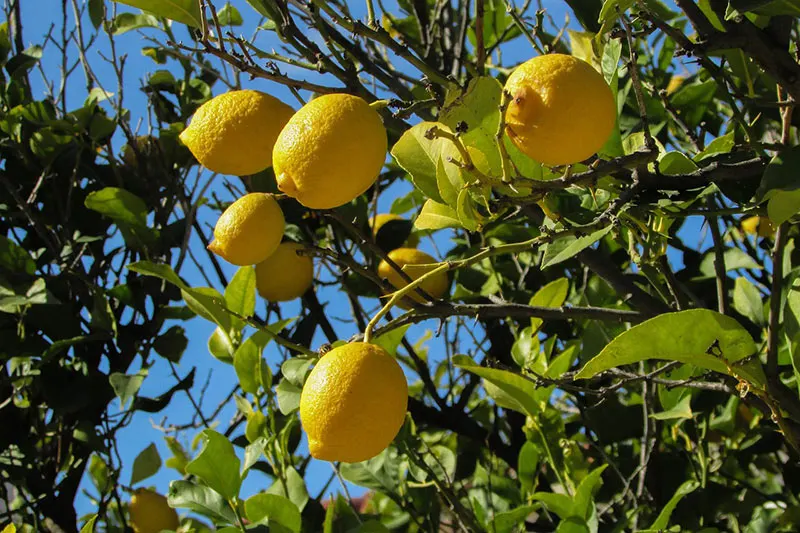 Do Lemon Trees Have Thorns