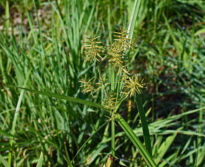 how to get rid of nutsedge naturally