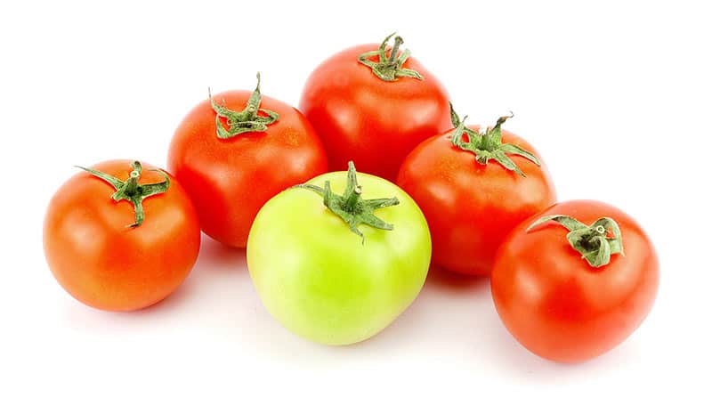 Pick Tomatoes Without Flaws And Blemishes