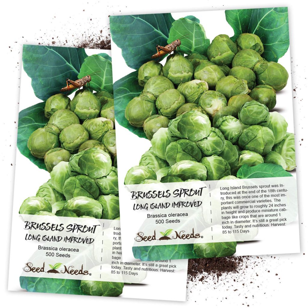 How To Grow Brussel Sprouts Successfully The First Time? 1